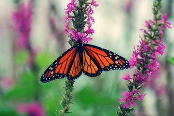 Monarch Butterfly resting on purple wildflowers, with wings outstretched
