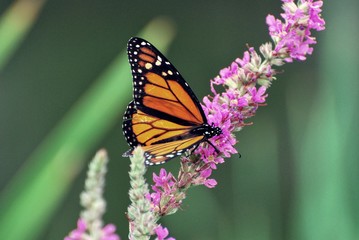 Wings on Monarch Butterfly resting on purple wildflowers