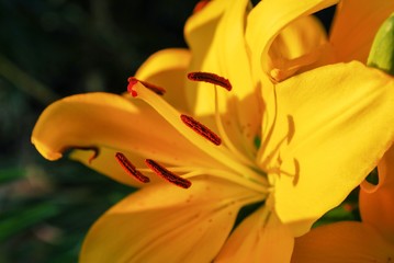 Sunlight on bright yellow tiger lily flower, closeup