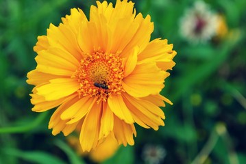 Close up of bright yellow flower blossom