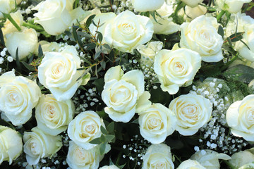 White roses and Gypsophila