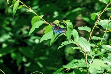 Black and Blue butterfly resting on sun-drenched green leaves