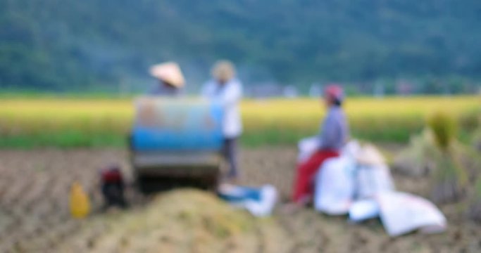 Harvest season. Defocus, blurry group of farmers harvesting ripe rice on yellow rice field. Royalty high-quality free stock video footage of farmers working on the ripe rice field by hand and machine