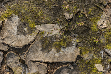 A green grass patch on a dry cracking floor