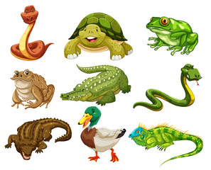 Obraz premium Set of isolated animals