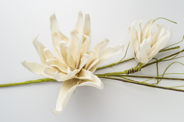 White gardenia blossom