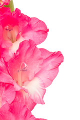 Pink gladiolus flower isolated on white background.