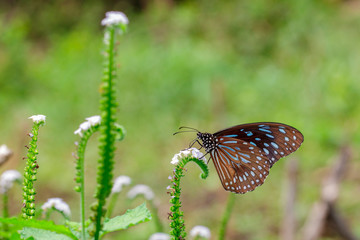 Image of a butterfly (The Pale Blue Tiger) on nature background. Insect Animal