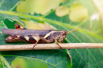 Image of Rufous-legged Grasshopper (Xenocatantops humilis) on nature background. Insect.  Animal