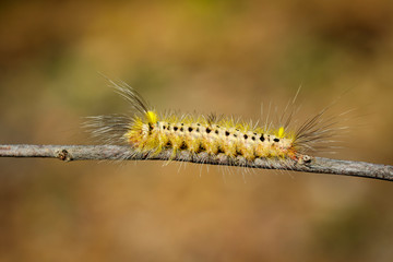 Image of Hairy caterpillar on tree branch on natural background. Insect. Worm. Animal.