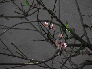 emerging cherry blossoms