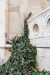 Fototapeta na wymiar Climbing plant grows on the wall and parapet. In Budapest, Hungary