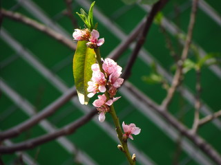 blooming peach flowers