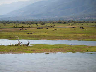 Buffaloes at lake Kerkini, Greece.  Colorful fields  water and buffaloes grazing under day light.