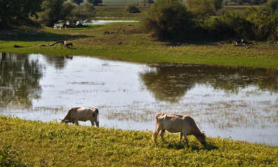 Buffaloes at lake Kerkini, Greece.  Colorful fields  water and buffaloes grazing under day light.