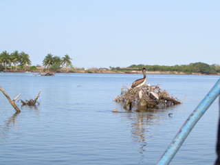 tree on the beach with bird on top