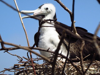 mom and fledgling bird close up nesting on a tree