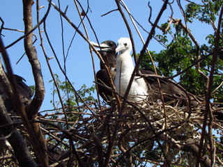 Mom and fledgling nesting on a tree