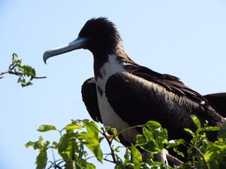 Frigatebird with a messy hair