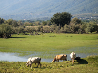 Obraz premium Buffaloes at lake Kerkini, Greece. Colorful fields water and buffaloes grazing under day light.