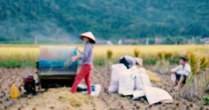 Harvest season. Defocus, blurry group of farmers harvesting ripe rice on yellow rice field. Royalty high-quality free stock video footage of farmers working on the ripe rice field by hand and machine
