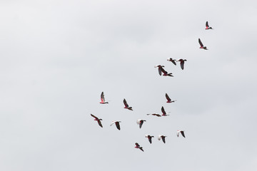 flock of birds flying in the  sky Pink Cockatoo Galah Australia Gold Coast