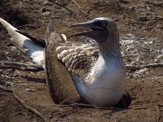 Booby bird nesting