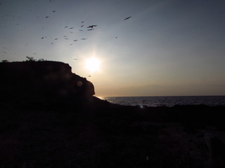 Flock of birds over the sunset by the beach with silhouette of a mountain