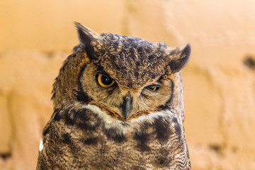 great horned owl