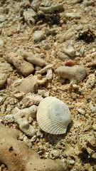 Seashells in Jepara