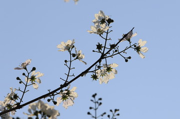 Beautiful flower Queens Crape-Myrtle Flower blooming soft focus.