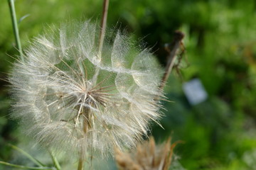 Löwenzahn dandelion Blume Flower Pflanze plant Botanik 