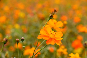 キバナコスモス１輪