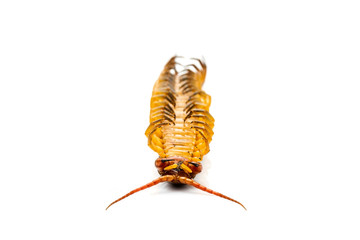 Chilopoda is an invertebrate in Found in tropical areas Live on land Most of the body length from 3-8 cm. White background.