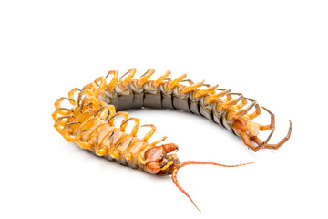 Chilopoda is an invertebrate in Found in tropical areas Live on land Most of the body length from 3-8 cm. White background.