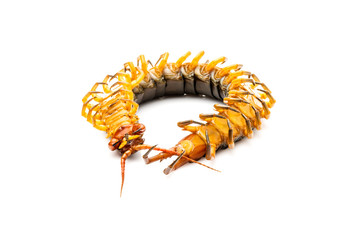Chilopoda is an invertebrate in Found in tropical areas Live on land Most of the body length from 3-8 cm. White background.