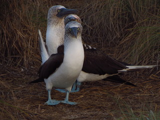 three lined up booby birds