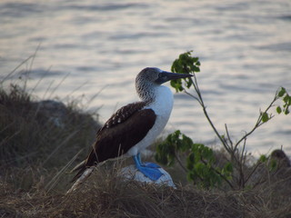 Booby bird on top of the cliff by the sea