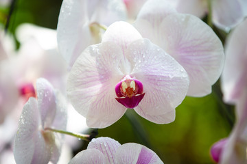 Fototapeta na wymiar orchid on green background