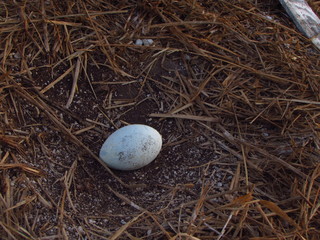 booby bird egg on nest