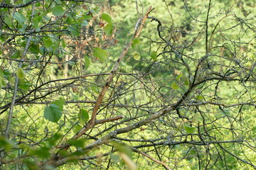 Bäume Baum tree Äste woods grün green braun brown Natur nature Wald geäst 