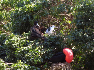 Frigatebird family