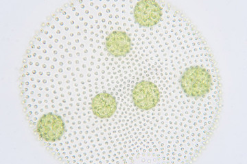 Volvox is a polyphyletic genus of chlorophyte green algae or phytoplankton.