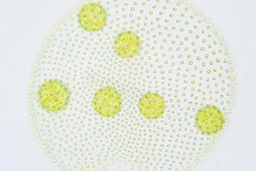 Volvox is a polyphyletic genus of chlorophyte green algae or phytoplankton.