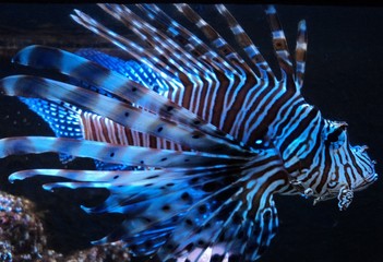 blue fish in aquarium