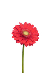 Red gerbera flower isolated on white background.