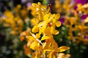 yellow orchid flowers in garden