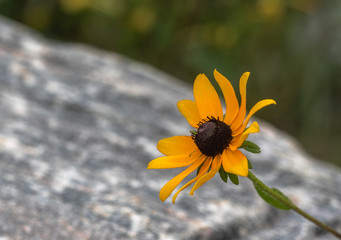 Black Eyed  with Granite Background