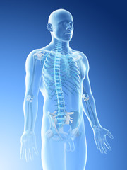 3d rendered illustration of a mans skeleton of the upper body