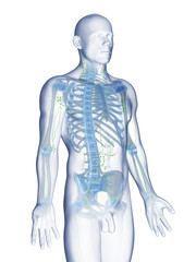 3d rendered illustration of a mans lymphatic system